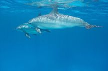 Private Boat To Dolphin House & Snorkeling with Lunch - Hurghada