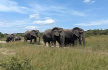 Akagera National Park 1 day Safari Experience