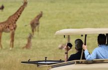 Akagera National Park 1 day Safari Experience