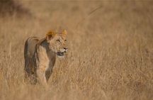 Akagera National Park 1 day Safari Experience