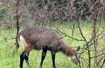 Akagera National Park 1 day Safari Experience