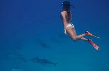 Dolphin House By Private Speed Boat & Drinks & Transfer-Hurghada
