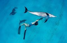 Swimming with Dolphins by Private Speed Boat - Hurghada