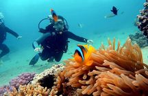 Ras Mohamed, White Island Trip, Two Stops Diving -Sharm El Sheikh