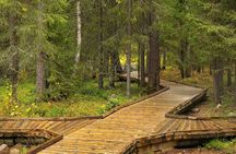 Vaatunkiköngäs Trail Arctic Circle Forest Hike