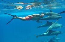 Private Speedboat Swim with Dolphins, Water Sports - Hurghada