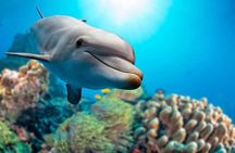 Private Boat Full Day Swimming With Dolphins Trip - Hurghada