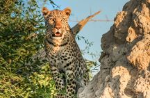 3 Hours Big 5 Safari at Aquila Game Reserve from Cape Town