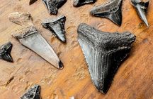 Shark Tooth and Shell Hunting Tour in Charleston, SC
