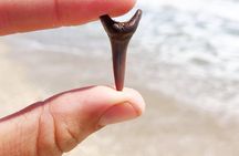 Shark Tooth and Shell Hunting Tour in Charleston, SC