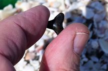 Shark Tooth and Shell Hunting Tour in Charleston, SC