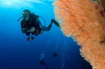 Tiran Island Two Dive Stops Experience & Lunch - Sharm El Sheikh 