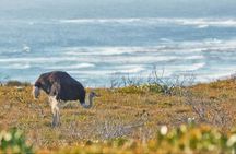 Cape of Good Hope Full Day Tour with Boulders Beach Penguins