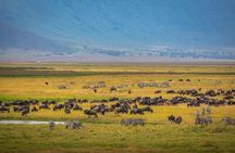 5 Days Luxury Safari Through Tarangire Serengeti and Ngorongoro