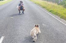 Great Ocean Road - Private Express Tour