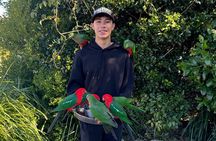Lamington Day Tour O’Reilly’s Treetop, Wildlife and Wine Tasting