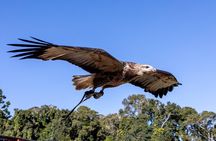 Lamington Day Tour O’Reilly’s Treetop, Wildlife and Wine Tasting