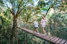 Lamington Day Tour O’Reilly’s Treetop, Wildlife and Wine Tasting