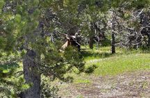 250th Anniversary Yellowstone 55+ Adults Only Deals,gifts & lunch