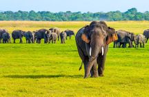 Minneriya National Park Elephant Safari from Sigiriya