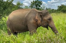 Minneriya National Park Elephant Safari from Sigiriya