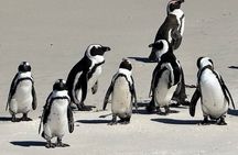 Cape of Good Hope& Penguins at Boulders Beach full day tour
