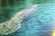 Manatee Springs Adventure Tour