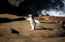 Dunedin to Te Anau via Catlins & Invercargill Small Group Tour 