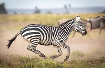 From Nairobi to Amboseli National Park and Maasai Village Tour