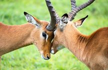 From Nairobi to Amboseli National Park and Maasai Village Tour