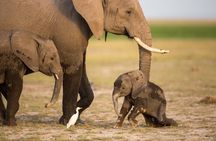 From Nairobi to Amboseli National Park and Maasai Village Tour