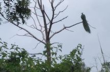 Minneriya National Park Half Day Private Jeep Safari