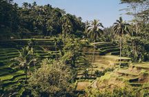 Full Day Tour Ubud Rice Terraces Waterfalls and Holy Springs