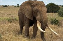 Elky 3 Days Amboseli and Tsavo East Safari