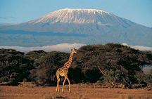 7 Days Kilimanjaro Climb Adventure via Rongai Route