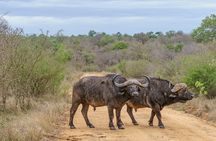 Half Day Nairobi National Park Tour