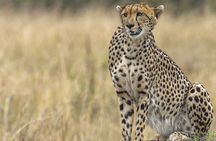 Half Day Nairobi National Park Tour