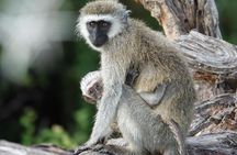 Nairobi National Park Safari Tour with Professional Guide