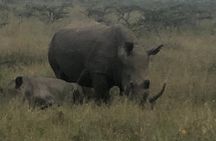 Nairobi National Park Safari Tour with Professional Guide