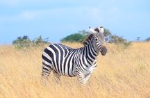 Nairobi National Park Safari Tour with Professional Guide