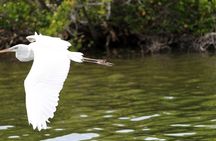 Dolphin Eco Cruise Nature Adventure in Cocoa Beach