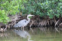 Dolphin Eco Cruise Nature Adventure in Cocoa Beach