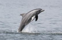 Dolphin Eco Cruise Nature Adventure in Cocoa Beach