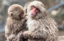 Nagano Snow Monkey Park Zenkoji Temple Day Trip