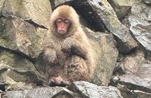 Nagano Snow Monkey Park Zenkoji Temple Day Trip