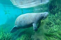 Glass Bottom Kayak Tours of Silver Springs