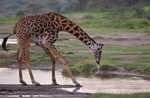 6-Day Ngorongoro, Serengeti & Tarangire NP Budget Tour