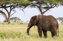 6-Day Ngorongoro, Serengeti & Tarangire NP Budget Tour
