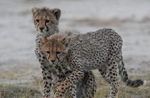 The Big Five Express:4-Day Tarangire, Serengeti&Ngorongoro Safari