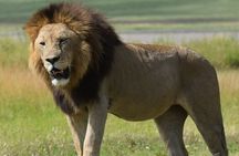 The Big Five Express:4-Day Tarangire, Serengeti&Ngorongoro Safari